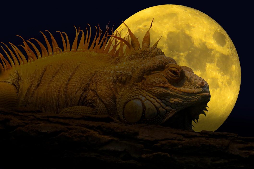 animal-3065477_1920.jpg