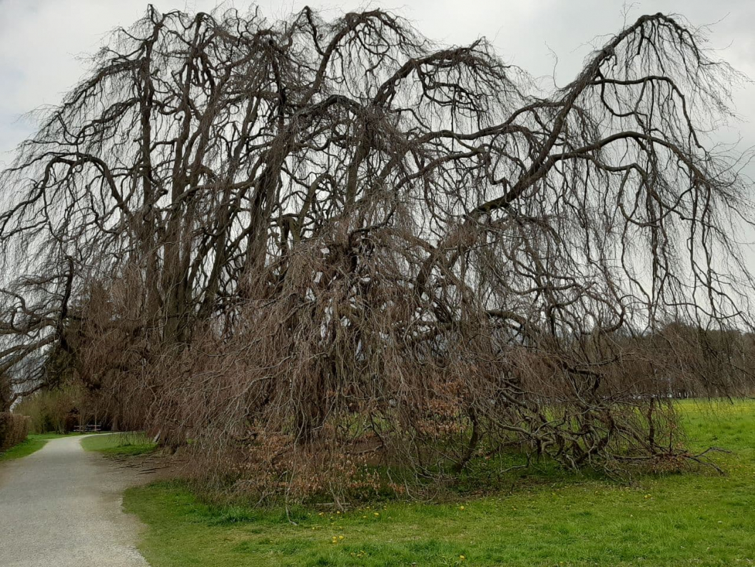 baum-thun-bonstettenpark-photo_2021-04-16_15-14-44_2.jpg