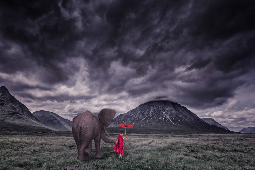 elephant-1873439_1920.jpg