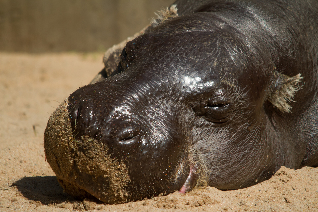 hippo-5148310_1920.jpg