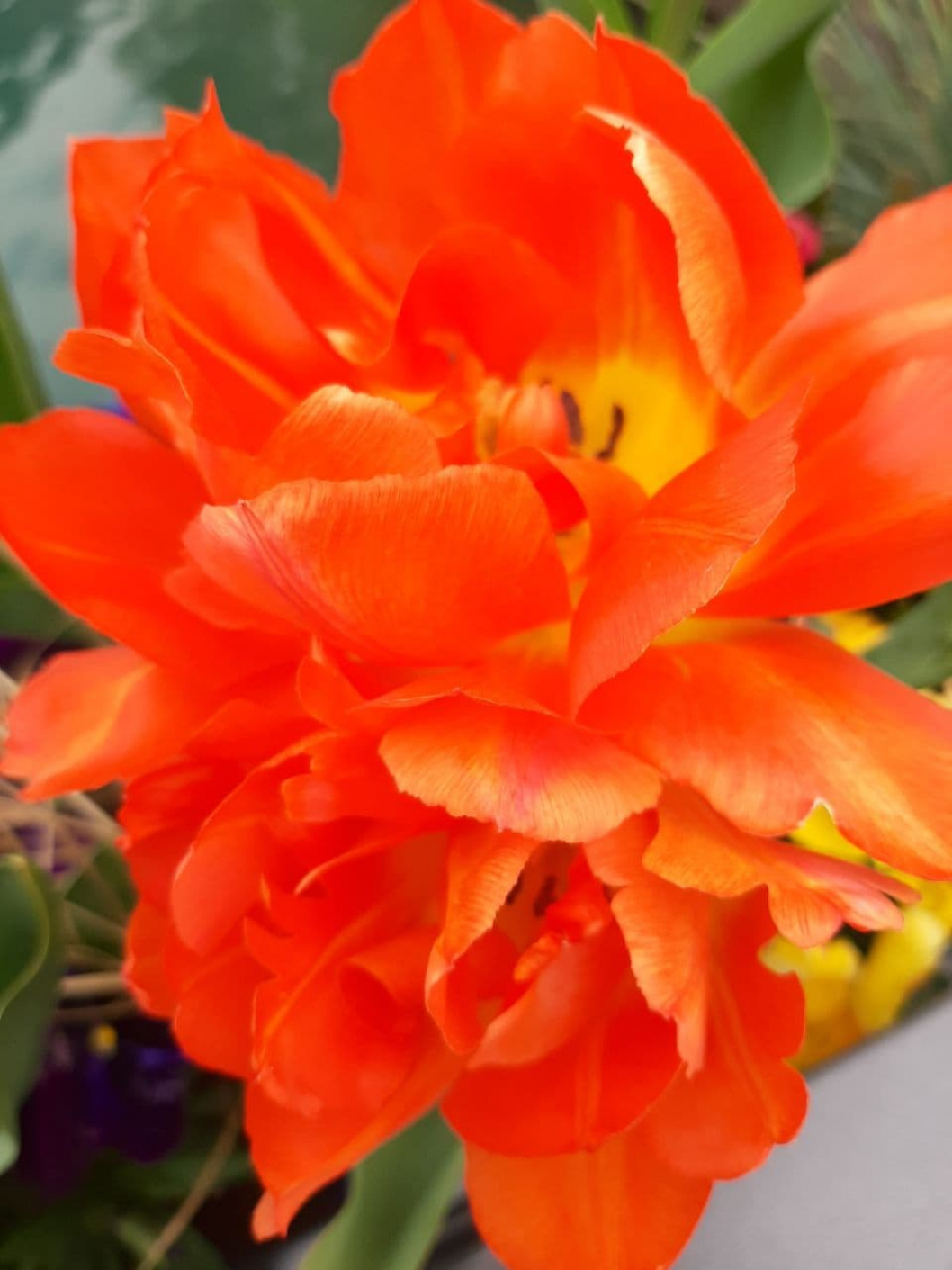 orange-flower-photo_2021-04-26_20-43-18_2.jpg